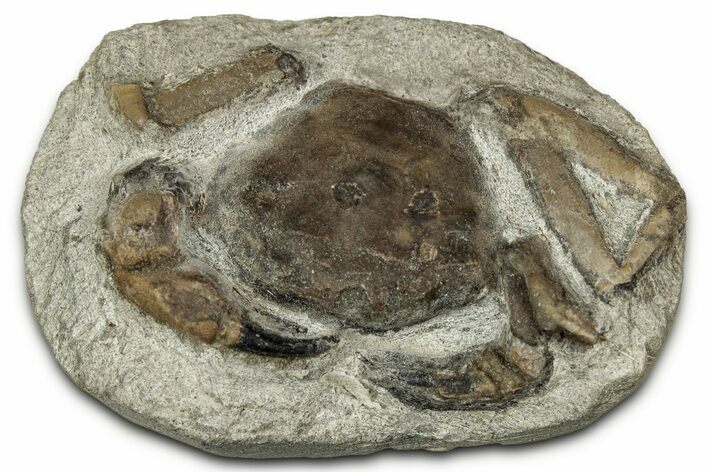 Eocene Fossil Crab (Pulalius) - Washington State #345531